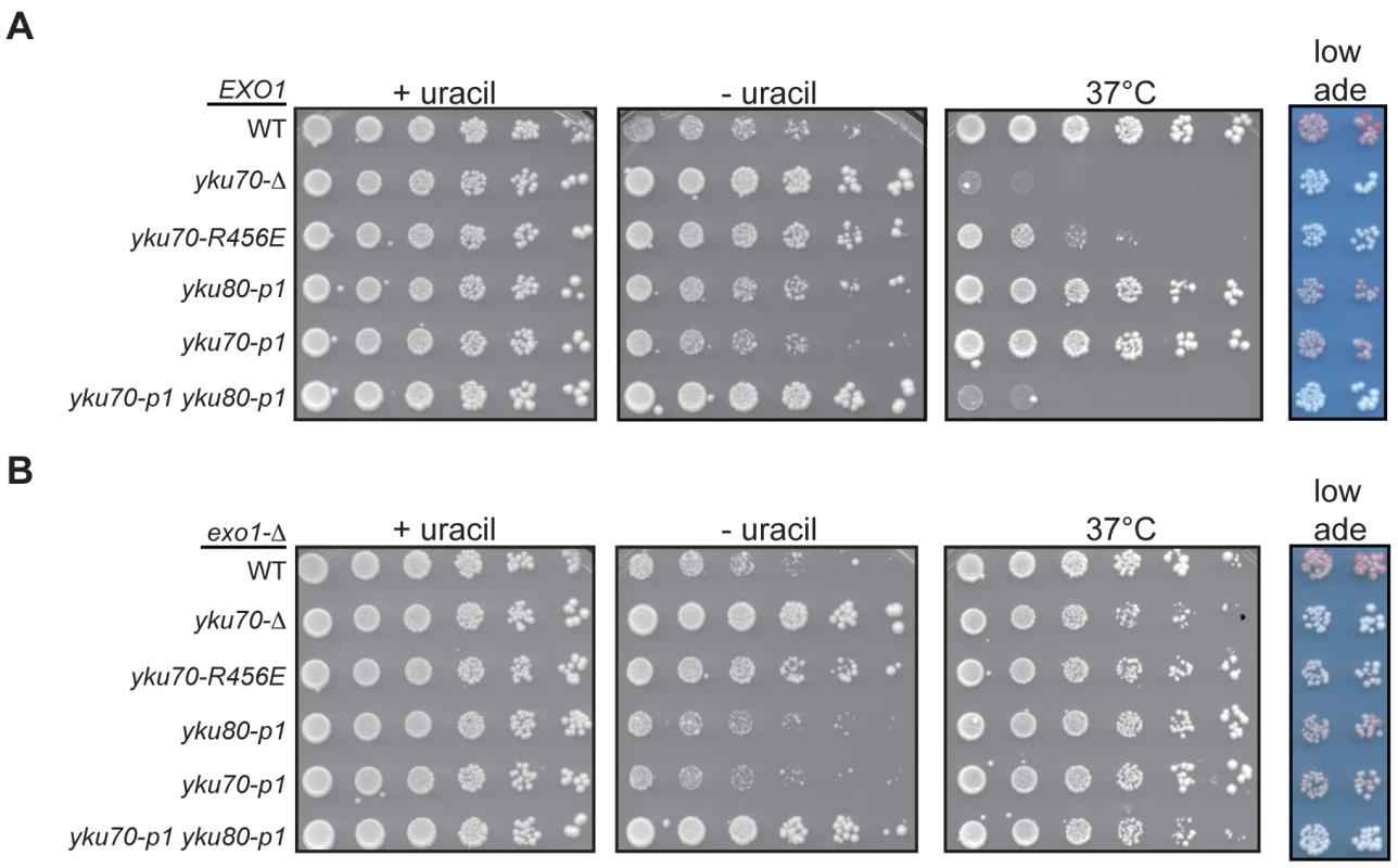 DNA end binding–defective mutants are deficient for telomeric silencing.