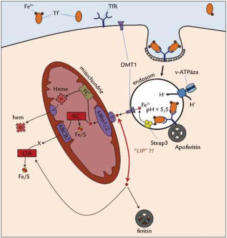 Endocytóza transferinu a nitrobuněčný transport železa.
Diferický transferin je po navázání na transferinový receptor (TfR) endocytován ve vezikulu obaleném klatrinem. V endozomu se po okyselení vakuolární ATPázou ionty železa z transferinu uvolní, jsou redukovány reduktázou (Steap 3) a transportovány kanálem pro Fe2+ (DMT1). Pohyb endozomů podél cytoskeletálních vláken myosinu řídí proteiny Sec15 a MRCKα (není zakresleno). Další osud železa není jasný, pravděpodobně vstupuje do mitochondrií přes transportér mitoferin (Mfrn) za účasti dalších dosud neidentifikovaných proteinů přímým kontaktem endozomu s mitochondrií. Předpokládá se také přenos do cytozolických metaloproteinů (např. feritin) jejich přímým kontaktem s cytozolickou stranou membrány endozomu [49]. Podle jiných představ se železo v cytozolu naváže na nízkomolekulární ligand (např. ATP, citrát, NADPH) a stane se součástí tzv. labilní hotovosti železa (LIP).
Do mitochondrií vstupuje železo pravděpodobně kanálem pro Fe2+ (mitoferin 1 a 2 (Mfrn 1/2)) a je využito ferochelatázou (FC) (ta je pravděpodobně součástí translokačního proteinového superkomplexu v místě kontaktu mitochondrií s endozomy). Železo v mitochondriích také může být využito multiproteinovými komplexem ISC (iron-sulphur cluster assembly complex) pro syntézu mitochondriálních Fe/S proteinů. Fe/S proteiny jsou sestavovány také v cytozolu (CIA – cytoplasmic iron-sulfur assembly), kam mohou být Fe/S skupiny dopraveny z mitochondrií (ABCB7 transportér) a v buněčném jádře.
Detaily transportu hemu z mitochondrií nejsou dosud objasněny. Obrázek převzat se svolením [1].
