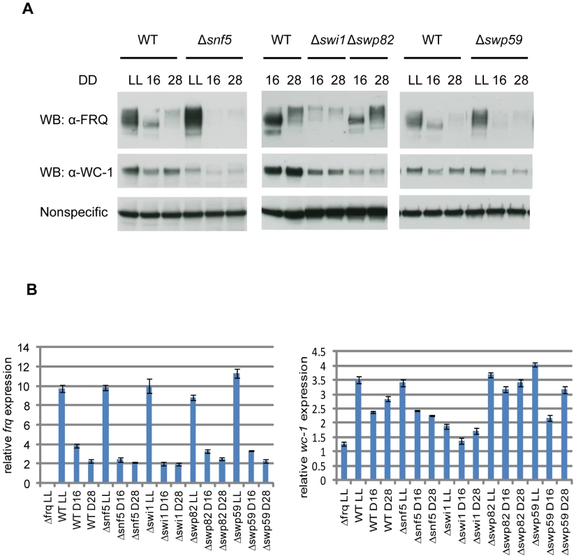 Loss of FRQ expression in SWI/SNF subunit knockouts.