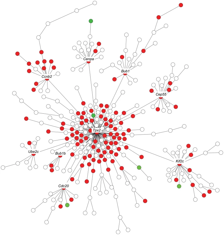 Expression of <i>Tpx2</i> network genes in <i>Arid4b</i> knockdown cell lines.
