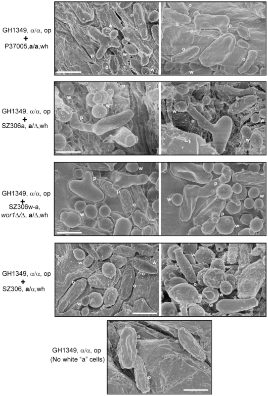 White a cells induce mating projection formation in opaque α cells in a mouse skin infection model.