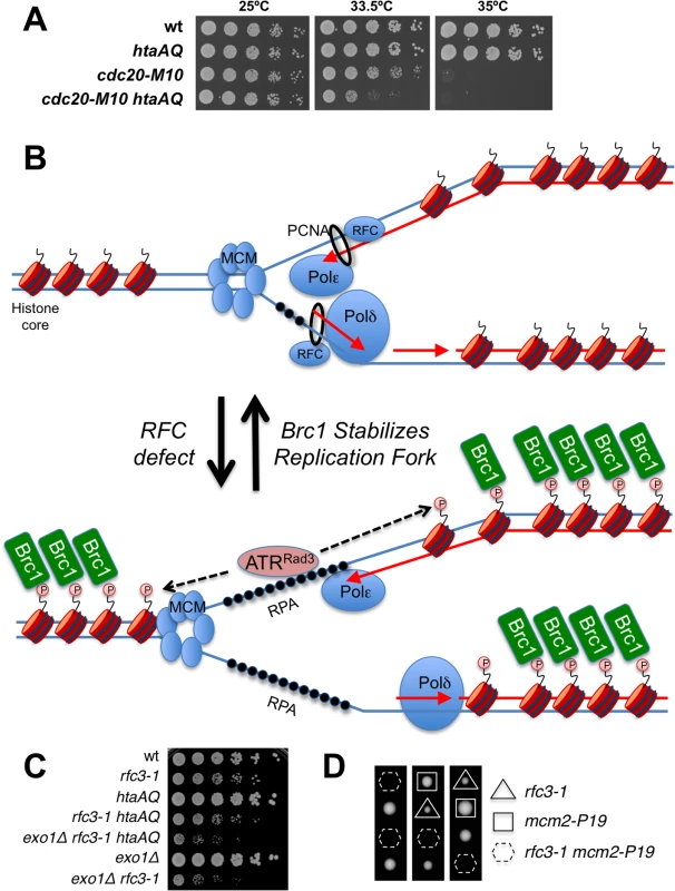 γH2A is critical in a DNA polymerase epsilon mutant.