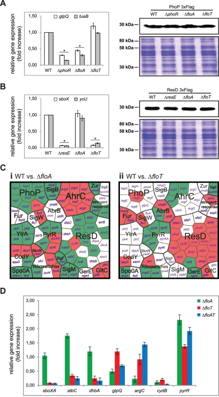 Flotillins influence kinase-dependent activation of PhoP and ResD regulators.
