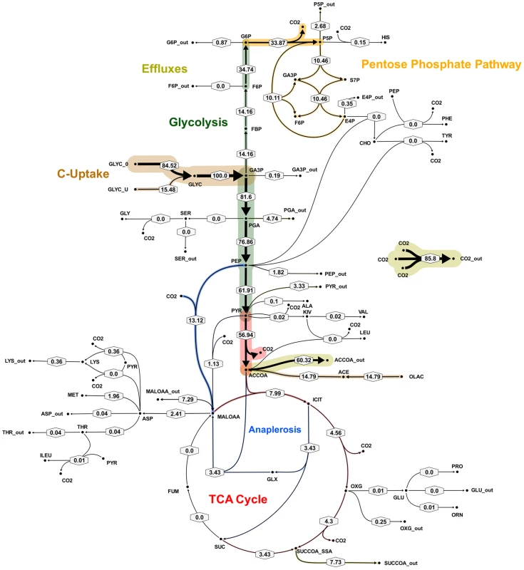 Metabolic flux map corresponding to solution A for <i>M. tuberculosis</i> in glycerol limited continuous culture at slow growth rate (t<sub>d</sub> = 69 h).