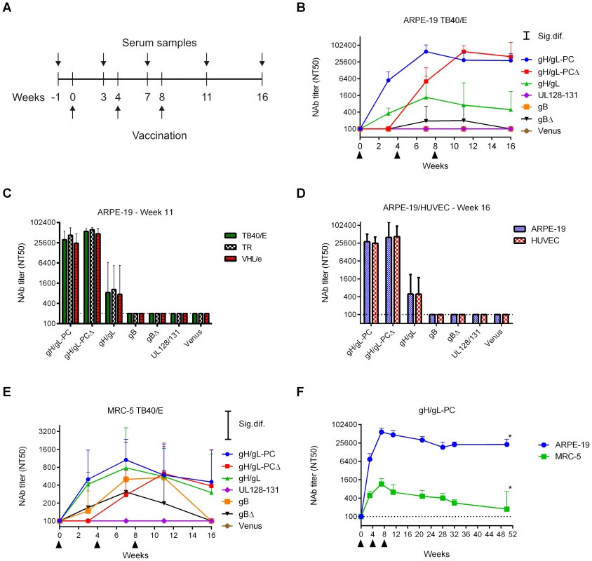 NAb induction by MVA recombinants in mice.