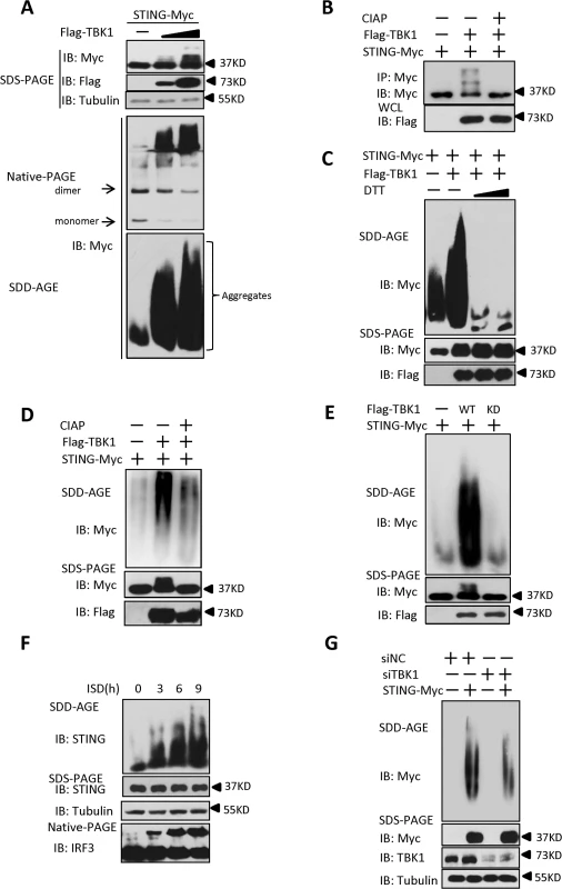 TBK1 promotes STING aggregation.