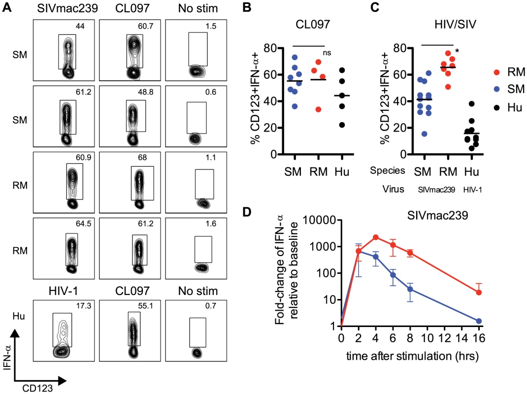Sooty mangabey pDCs produce IFN-α in response to TLR7 agonists and SIVmac239.