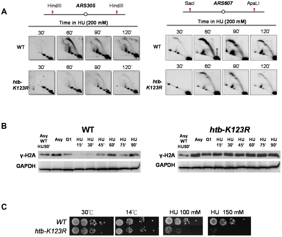 H2Bub preserves replication fork stability under HU stress.