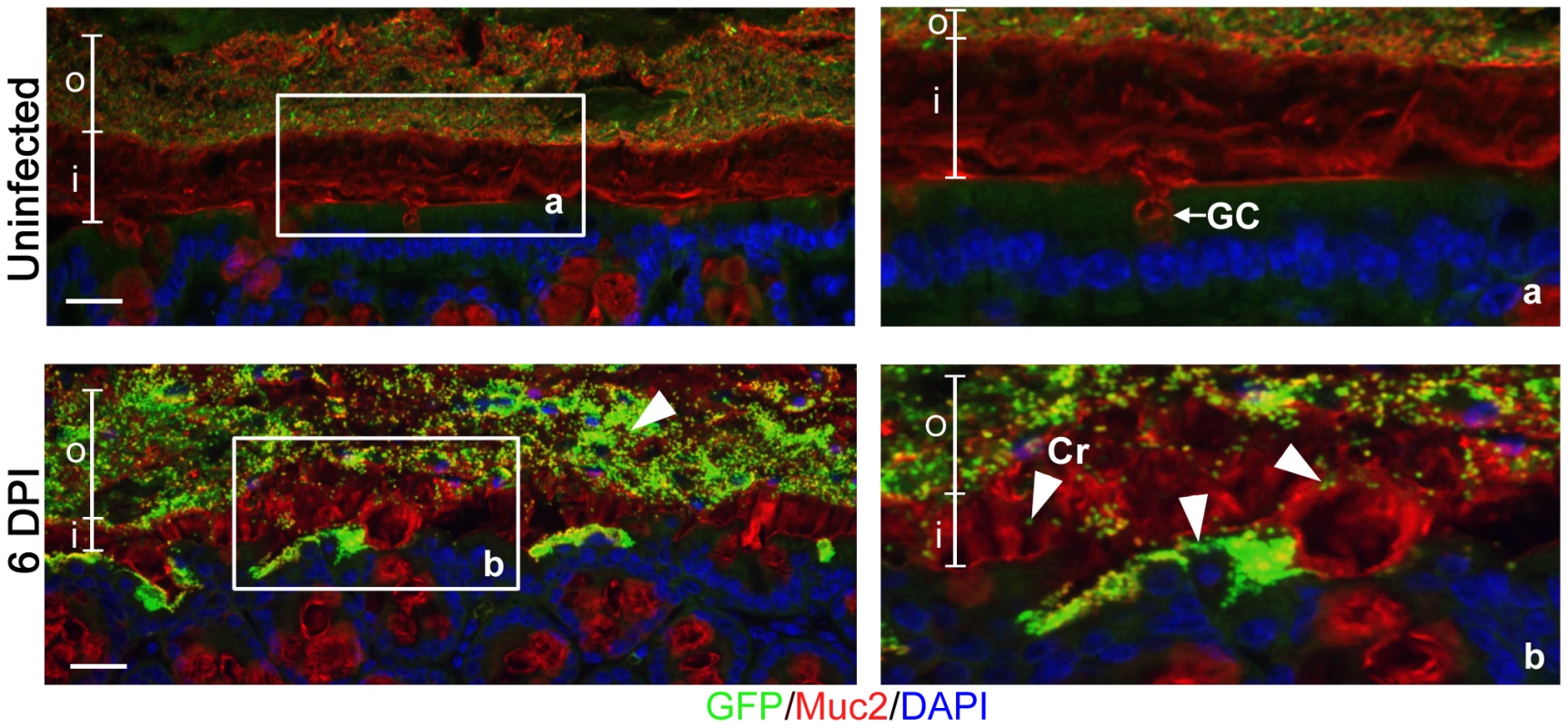 <i>Citrobacter rodentium</i> penetrates the colonic mucus layer <i>in vivo</i>.