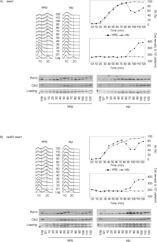 Rad53 and Swe1 redundantly inhibit Pol12 phosphorylation in response to replication stress.