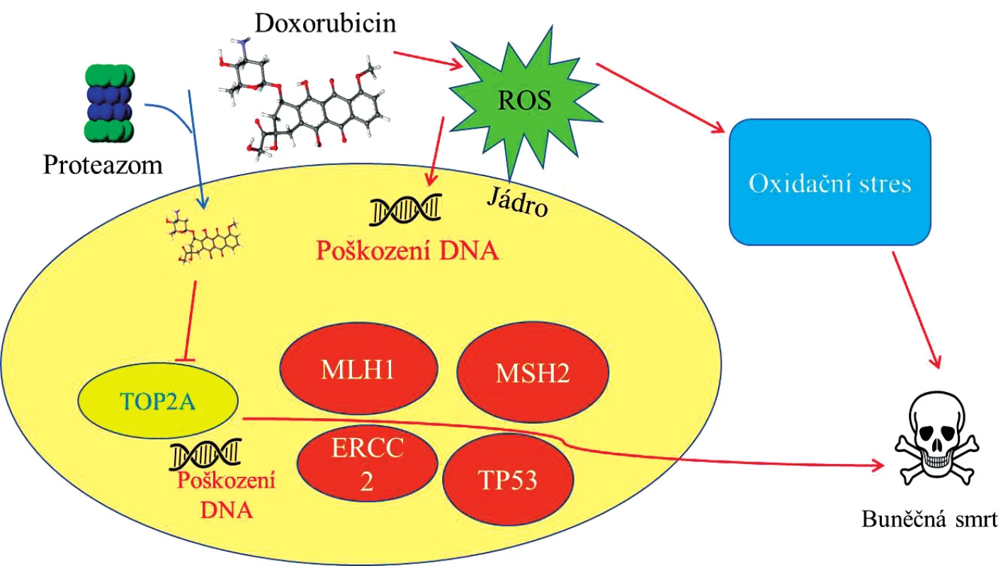 Schéma působení doxorubicinu (DOXO) uvnitř nádorové buňky. DOXO v jádru buňky blokuje topoizomerázu (TOP2A) a způsobuje tak poškození DNA a vede k aktivaci řady genů <i>(MLH1, MSH2, ERCC2, TP53)</i> směřující buňku k buněčné smrti. Kyslíkové radikály (ROS, generované DOXO) působí poškození DNA v jádře a zároveň vede buňku k oxidačnímu stresu a následně spouští procesy apotózy.