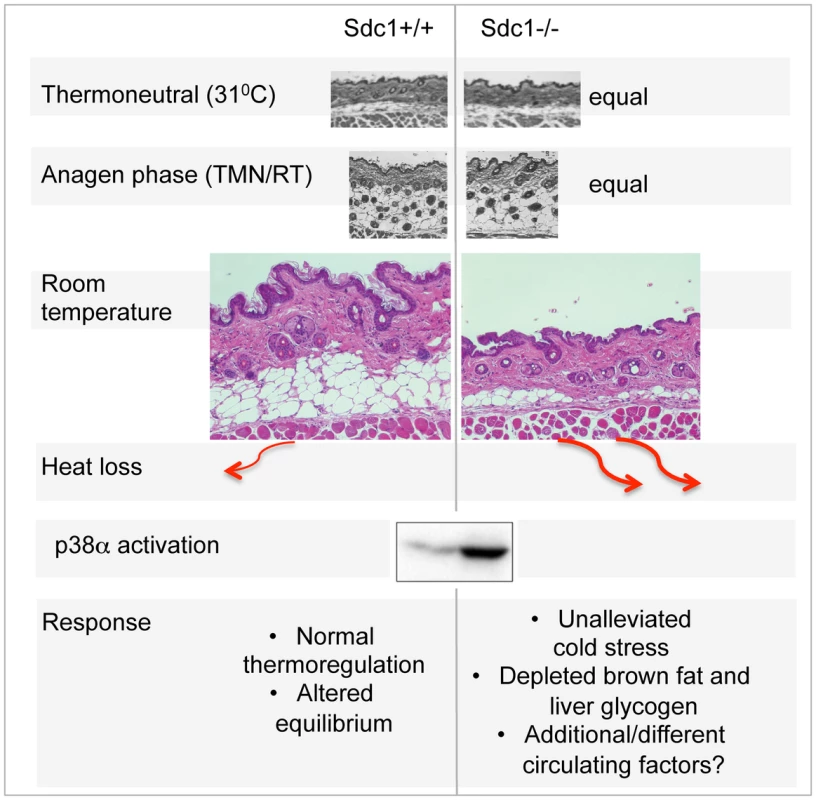Summary scheme of the effects of deficient intradermal fat in <i>Sdc1−/−</i> mice.