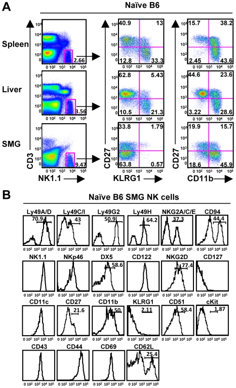 Phenotype of NK1.1<sup>+</sup>CD3<sup>−</sup> cells in the SMG.