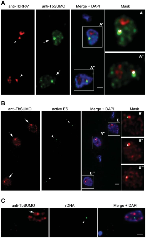 The Highly SUMOylated Focus (HSF) associates with the Expression Site Body (ESB) and the active <i>VSG</i>-ES.