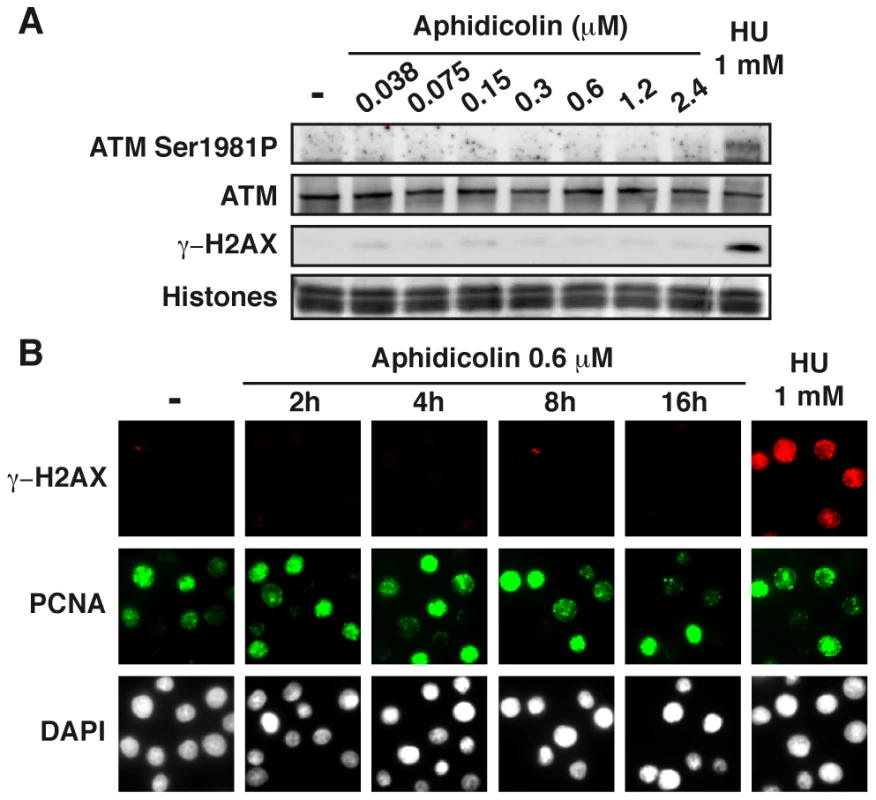 Moderate fork slowing triggers neither γ-H2AX foci nor ATM activation.