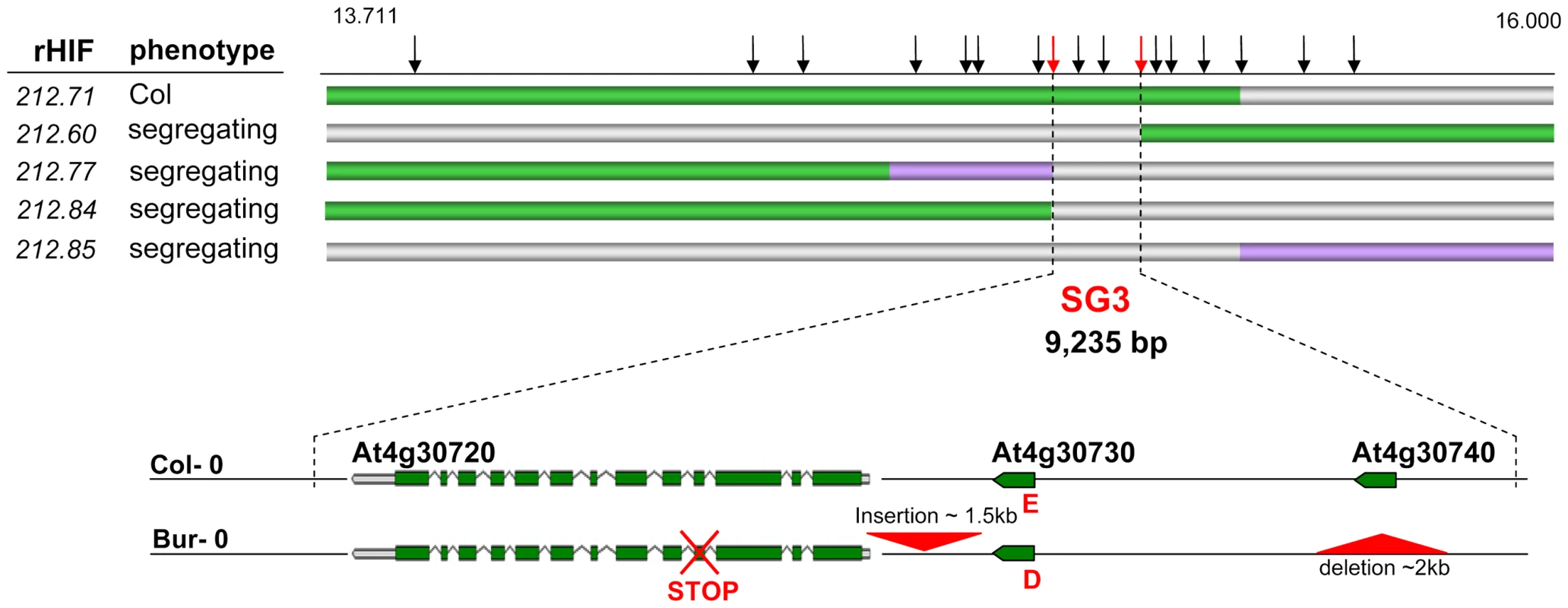 Fine-mapping of SG3.