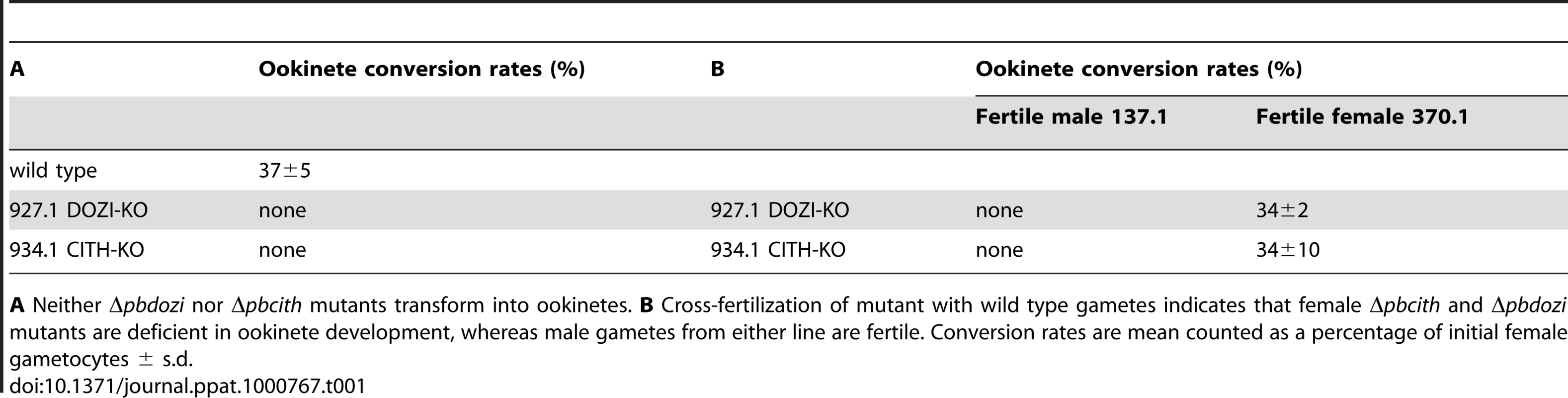 Ookinete formation in wild type and mutant parasite lines.