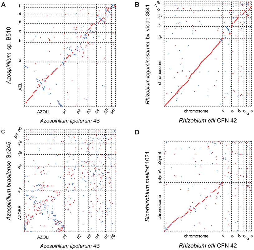 Whole-genome alignments for <i>Azospirillum</i> and related multi-replicon rhizobial species.