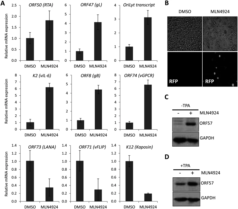 MLN4924 induced lytic cycle—associated expression.