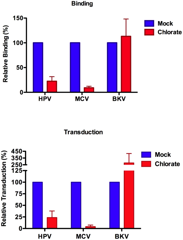 Sulfation is required for MCV binding and entry.