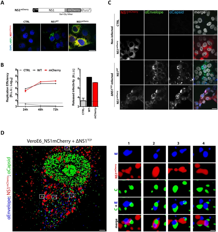 C-terminally mCherry-tagged NS1 supports DENV RNA replication and virus production and co-localizes with envelope and capsid upon ΔNS1<sup>TCP</sup> infection.