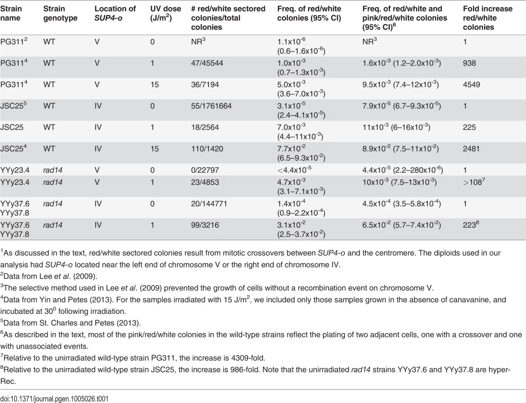 Frequency of sectored colonies in unirradiated and UV-irradiated wild-type and <i>rad14</i> strains.<em class="ref"><sup>1</sup></em>