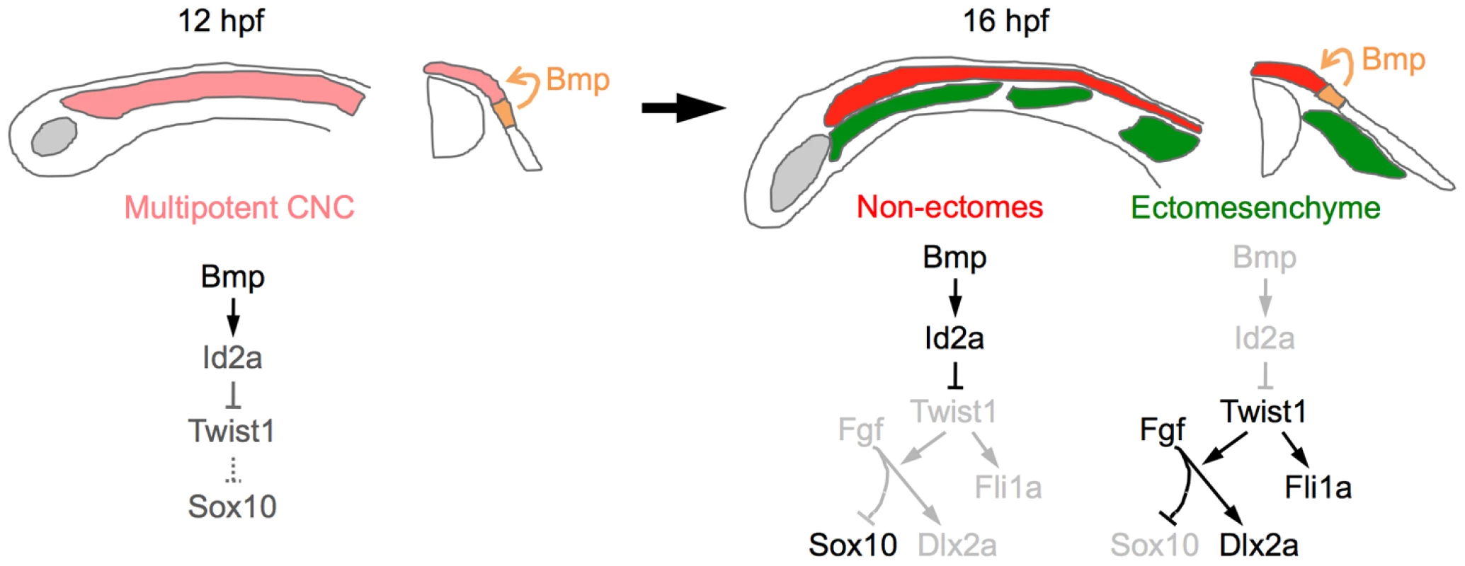 Model of ectomesenchyme specification.