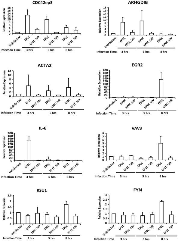 Transcription of SRF target genes is activated by EPEC infection.