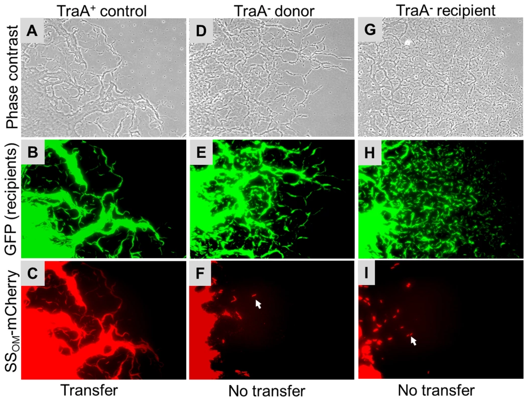 Transfer of heterologous SS<sub>OM</sub>-mCherry reporter in <i>M. xanthus</i> swarm requires TraA.