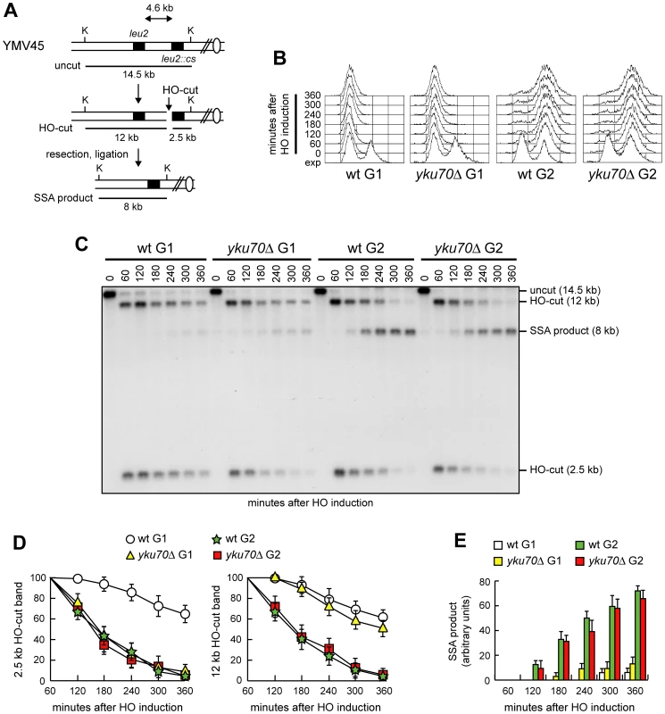 SSA-mediated DSB repair in <i>yku70Δ</i> G1 and G2 cells.