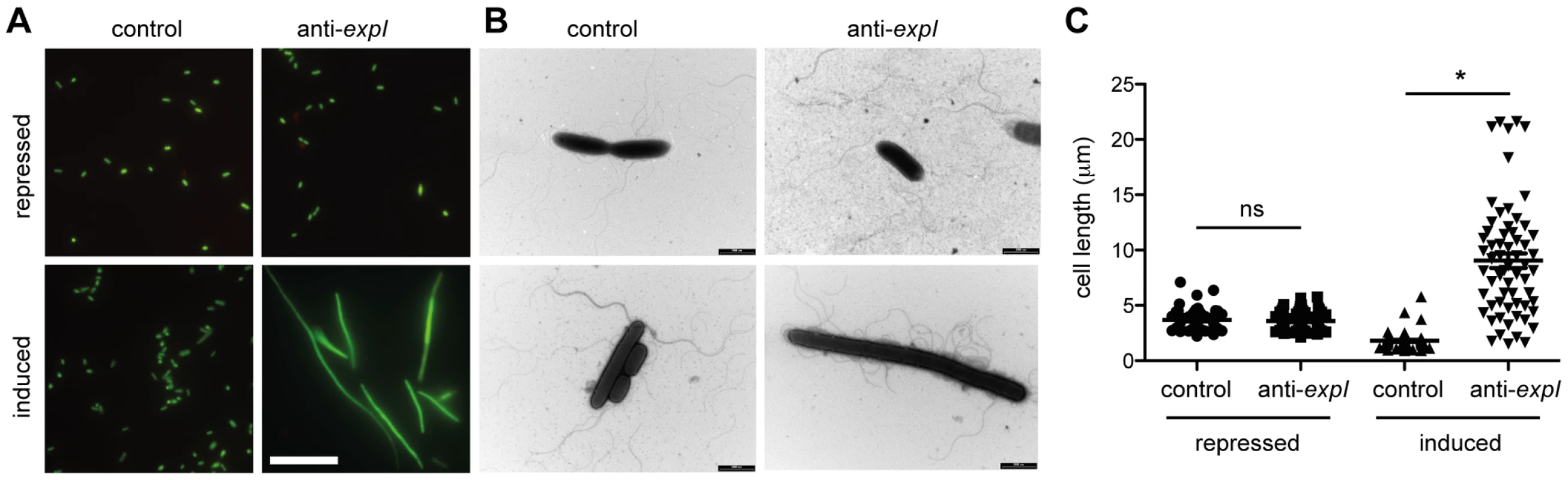 Chromosomal targeting results in cell elongation indicative of DNA damage.