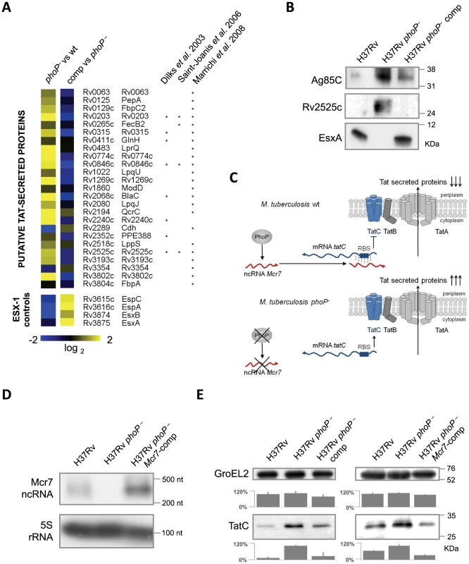 Analysis of the <i>M. tuberculosis</i> secretome identifies a high proportion of Tat substrates enriched in the <i>M. tuberculosis phoP</i> mutant.