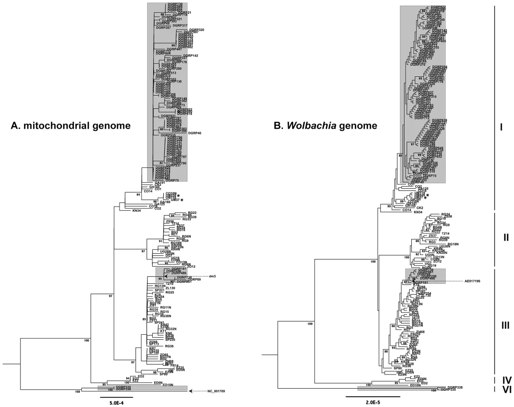 Maximum likelihood genealogies.
