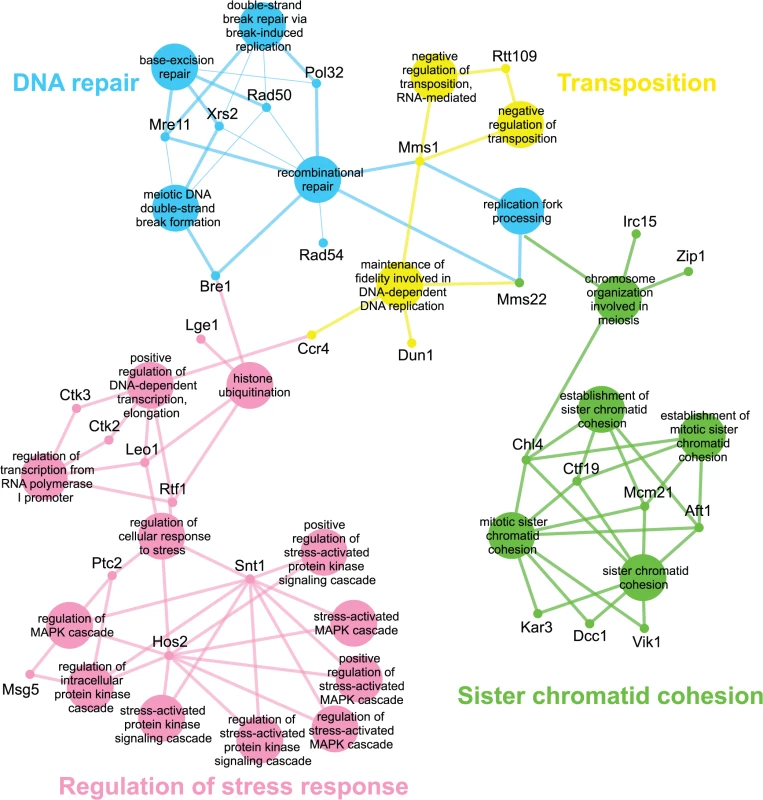 <i>esp1-1</i> functional interaction map derived from the SL SGA screen.
