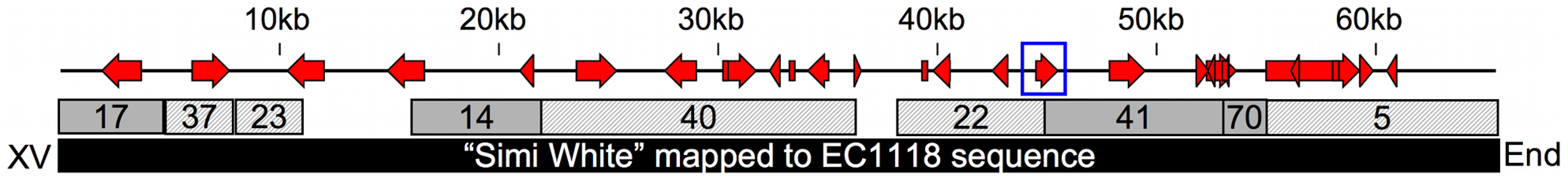 65kb insertion in subtelomeric region of chromosome XV.