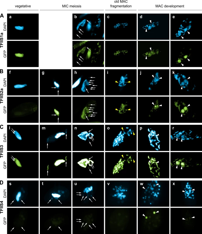 Localization of GFP fusion proteins forTFIIS1a, TFIIS2a, TFIIS3 and TFIIS4.