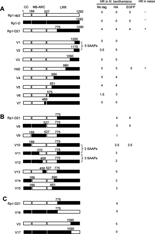 Schematic diagram of domain swap constructs between Rp1-D and Rp1-dp2 used for transient expression in <i>N</i>. <i>benthamiana</i>.