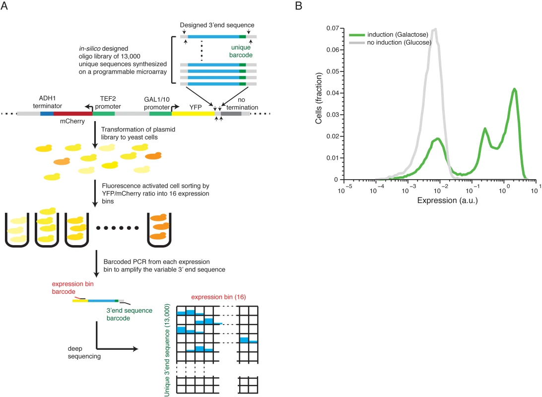 Illustration of our method and overall expression distribution.