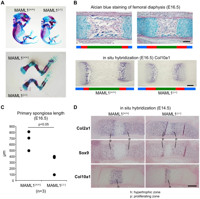 Analysis of skeletal defects in MAML1<sup>−/−</sup> mice.