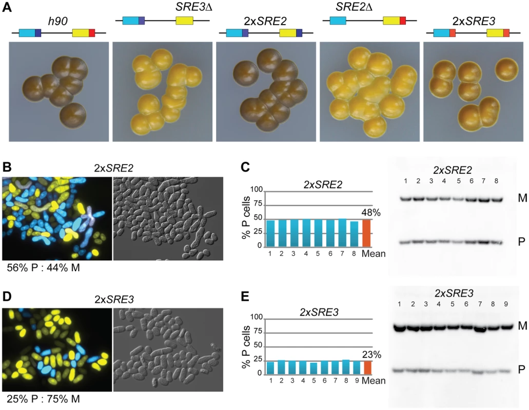 SRE2 and SRE3 can stimulate recombination in both cell types.