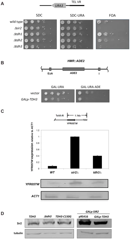 Tdh3 is a novel regulator of Sir2 dependent transcriptional silencing.