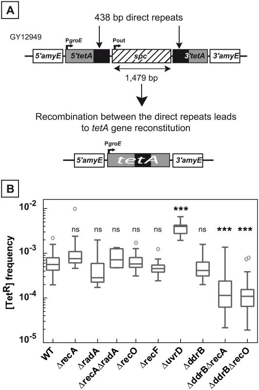 Deletion frequency between repeated sequences depends on the genetic context.
