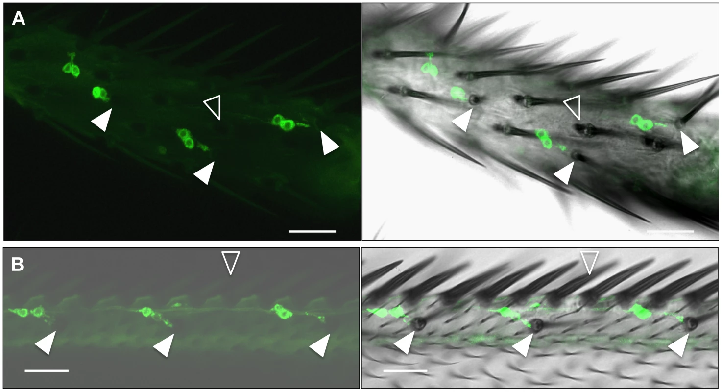 <i>ppk23</i> is expressed in adult chemosensory receptor neurons.