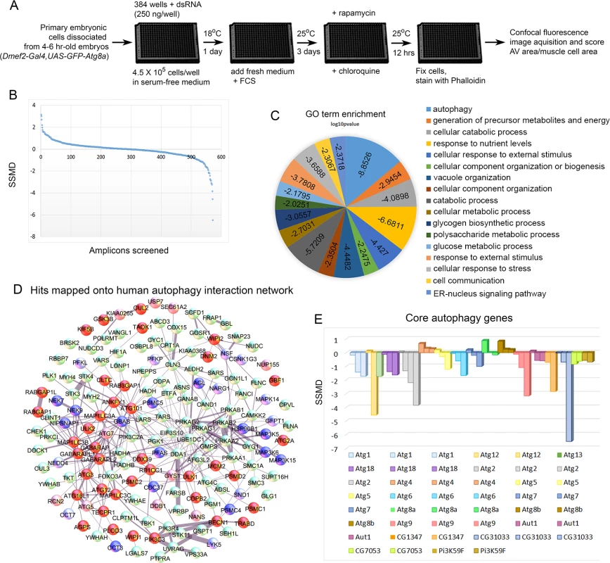 Screen of <i>D. melanogaster</i> autophagosome network orthologs identifies genes essential for autophagy in skeletal muscles.