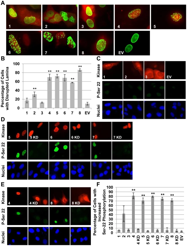 The beta- and gamma- herpesvirus CHPKs disrupt the nuclear lamina and phosphorylate lamin A.
