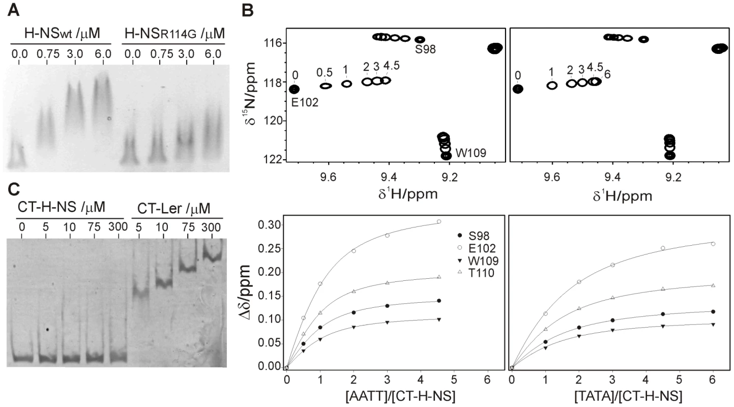 The DNA-binding domains of Ler and H-NS share a similar indirect DNA readout mechanism.