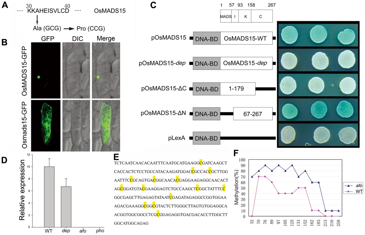 Molecular mechanisms of <i>dep</i> mutant and <i>afo</i> mutant.