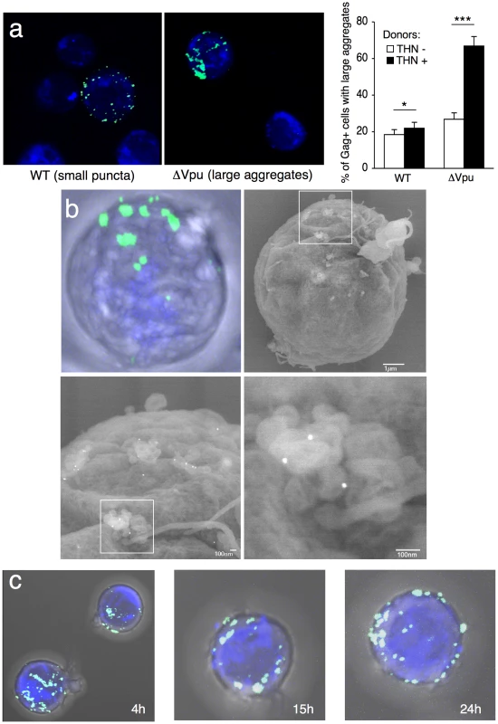 Distribution of transferred WT or ΔVpu viruses on target Jurkat cells.