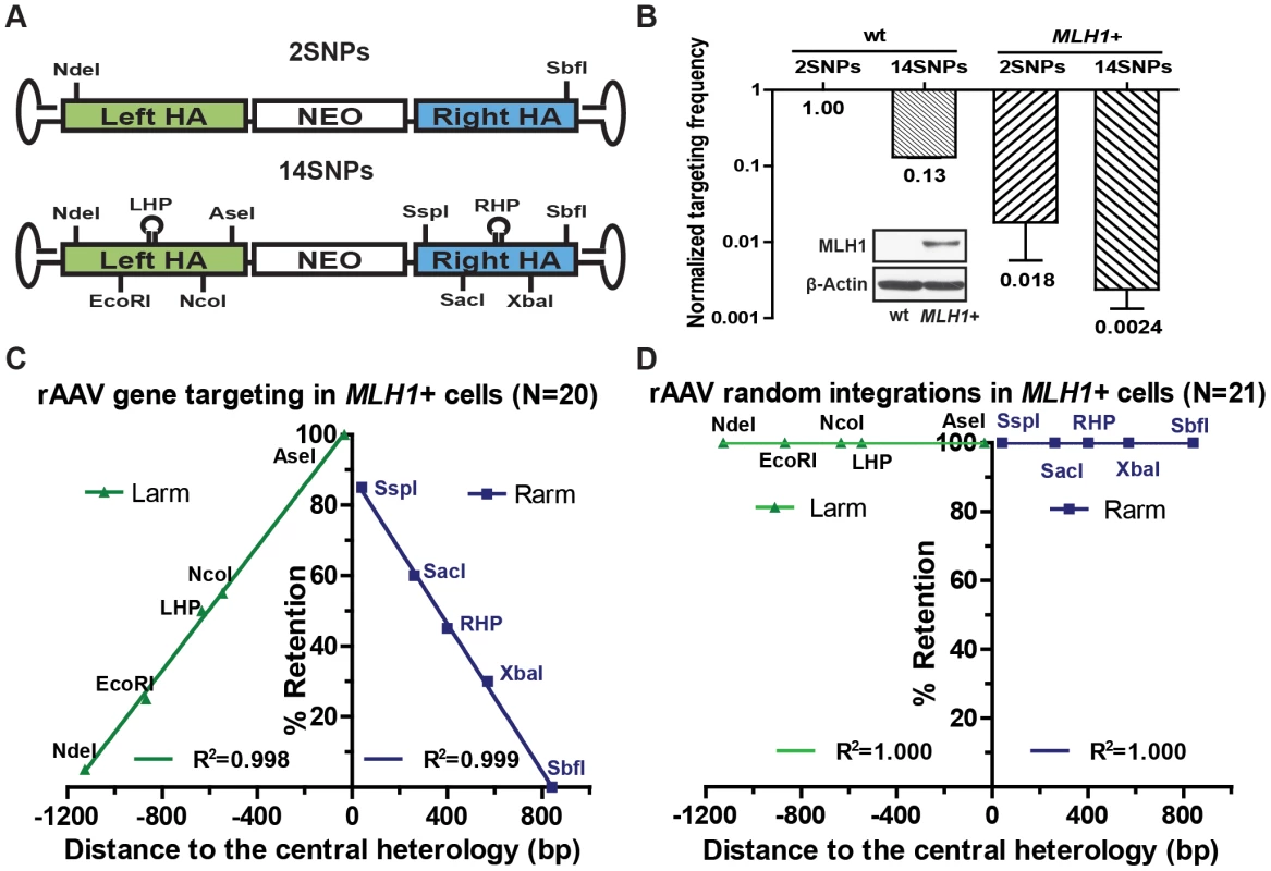 rAAV gene targeting is suppressed in a mismatch repair-proficient background.