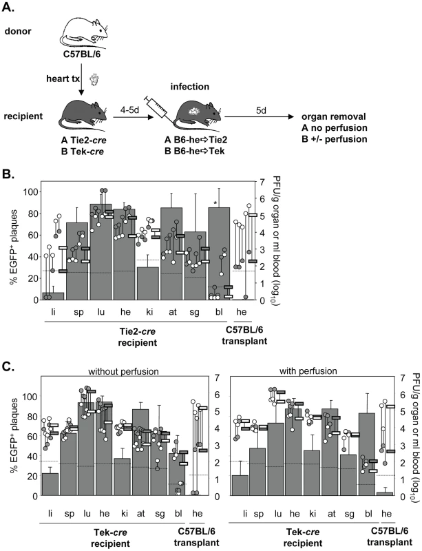 Minor colonization of heart transplants by EC-derived MCMV via secondary viremia following systemic infection.